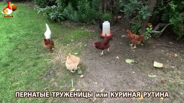 Куры несушки свободного выгула и их обычная куриная рутина – эпизод (494)