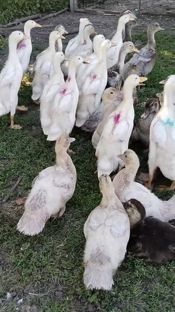Мои утята в конце июня.Гуляют в саду.