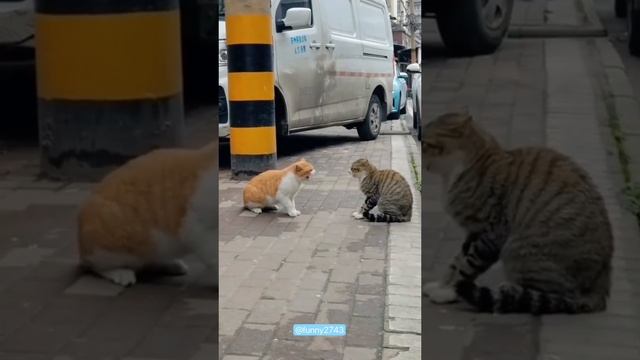 Животные-приколы и не только