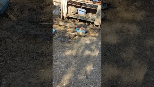 уточки наши