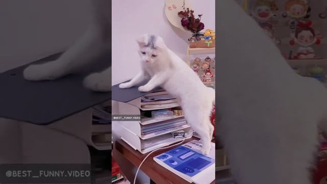 Смех продлевает жизнь 😂
