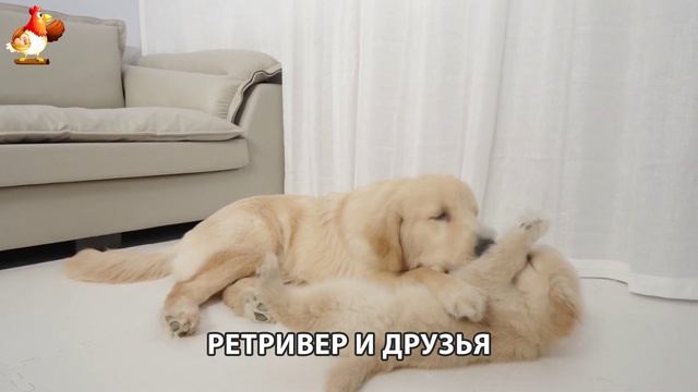 Золотистый ретривер и его друзья милые питомцы 🐕 выпуск (138)
