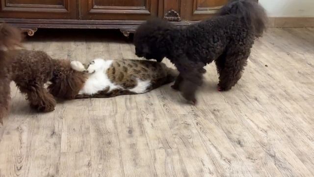 Собака  воспитывает кота, а другая собака   попугаев