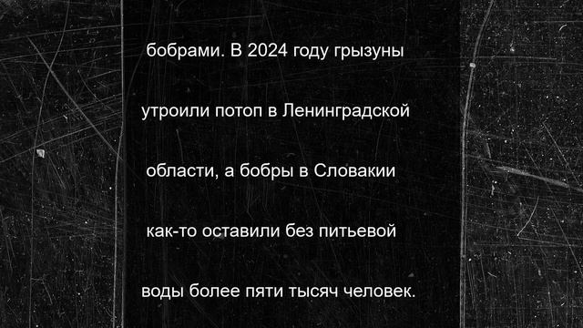 Финляндия оказалась на грани затопления и блэкаута из-за бобров