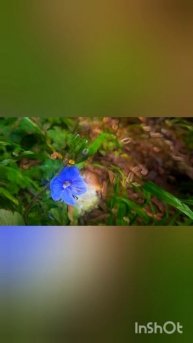 Лес🏞️🏕️