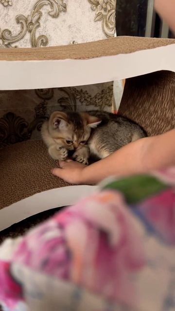 #кошечка #мурзя #2 месяца