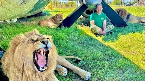 ТО САМОЕ ВИДЕО! Мы едем кормить львов и ничего не предвещало беды…