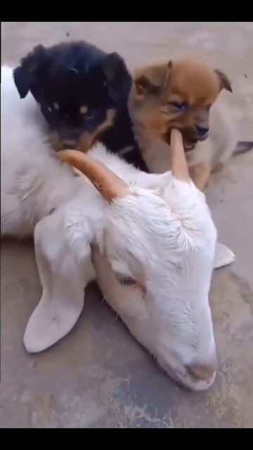 Вкусные рожки 🐶🤩😉😋