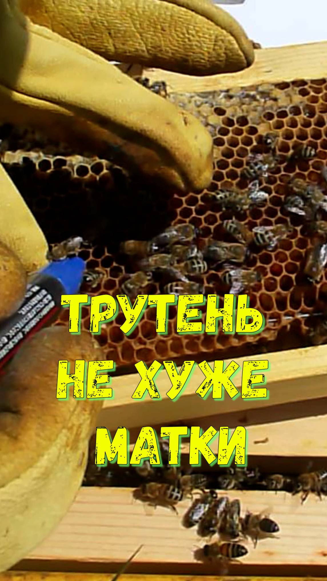 Трутень не хуже матки😁