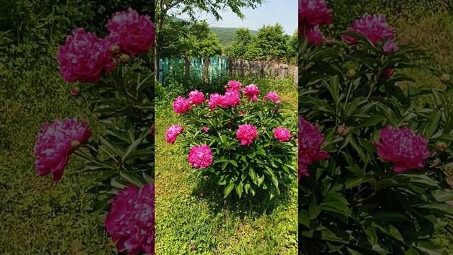 1000000445.mp4Сев.Форпост":..еще и еще раз!..о пурпуро-красных пионах.