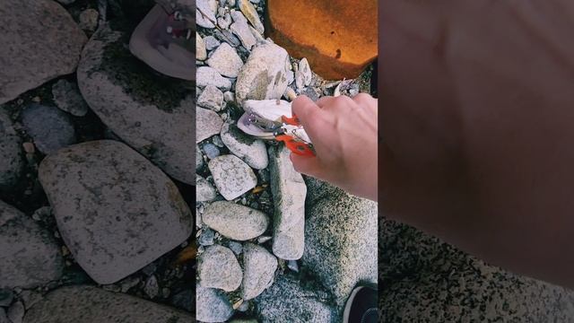 Спасение блесны(тасман розовый полосатый), бычок небольшой, но побоялась что оторвет с пирса.😆💥💯