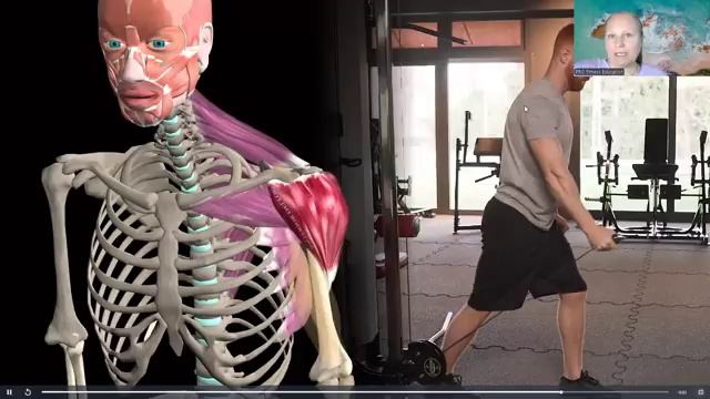 Трапециевидная мышца. Упражнения. Мышцы в 3D.