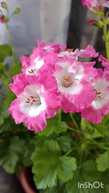 Пеларгония королевская Bermuda Pink