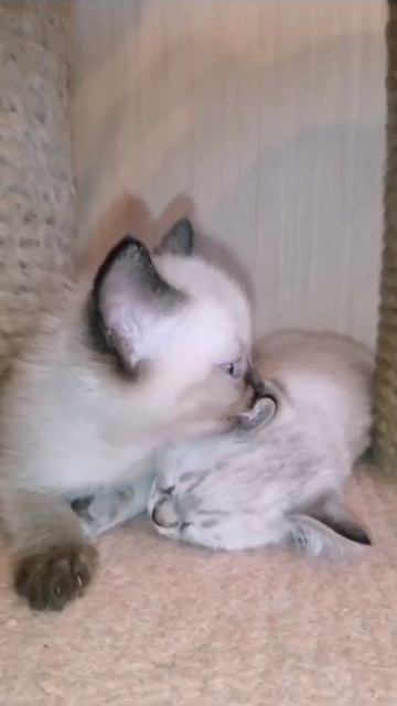 Котики