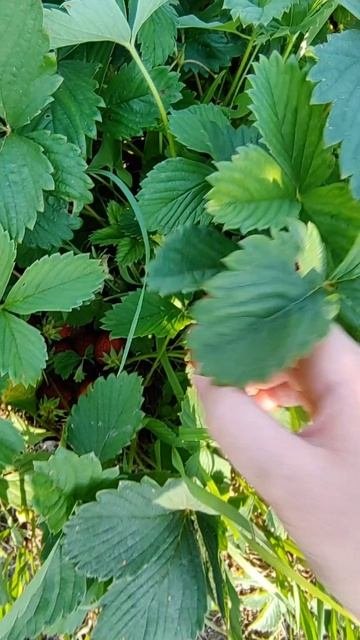 собираем клубнику 🍓🍓🍓