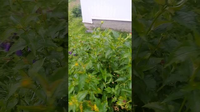 VID_20250628_185439.mp4