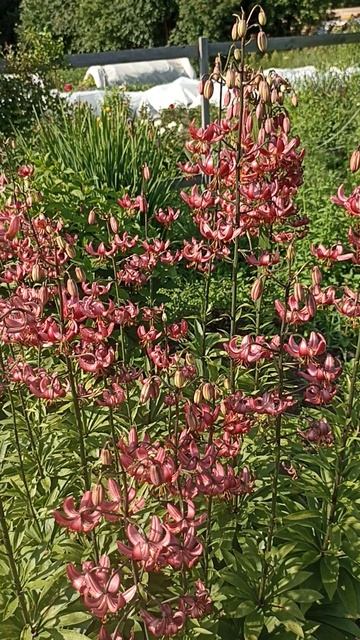 Нет Мартагонов-нет лилий в саду.