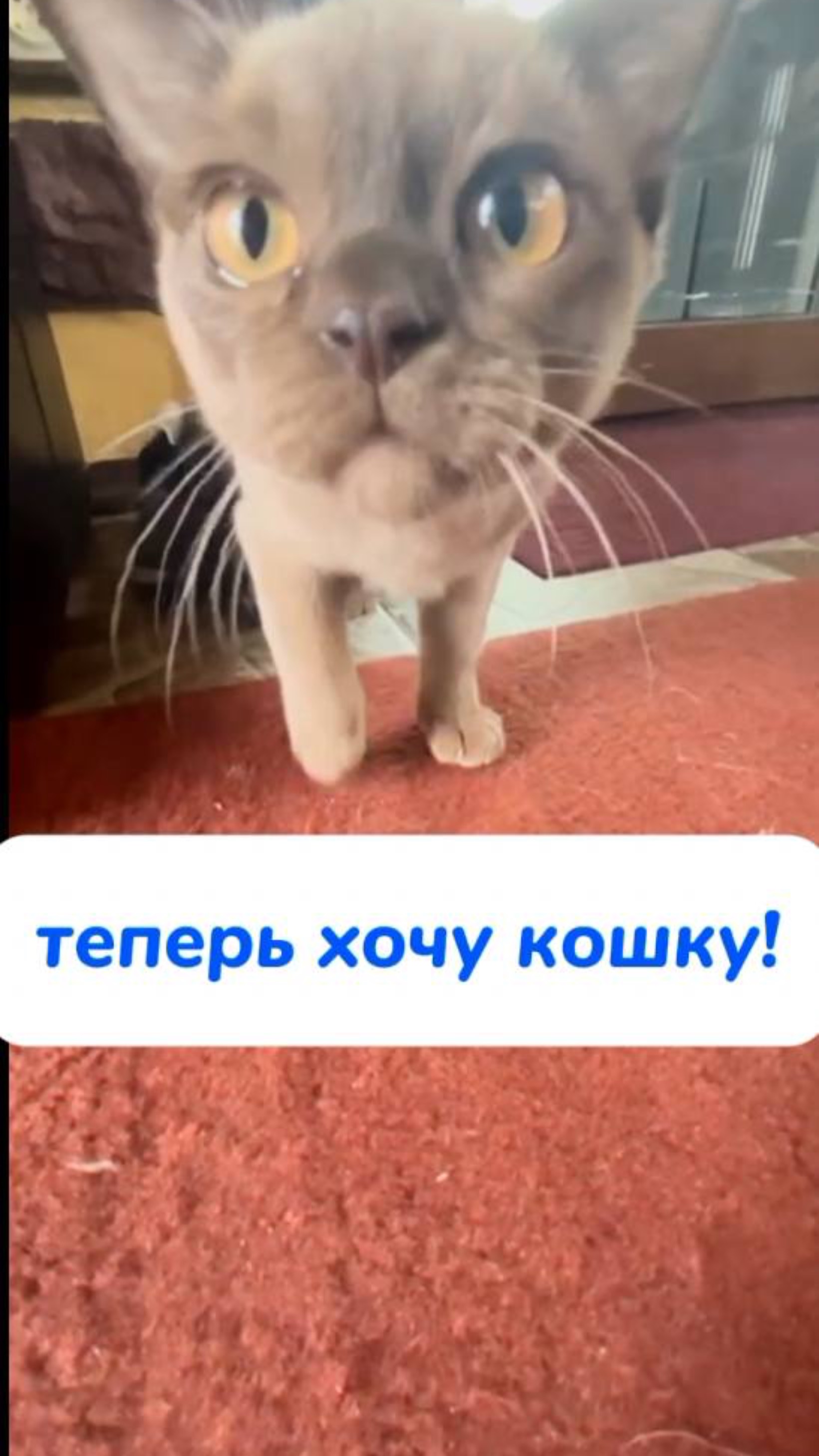 хочу кошку!