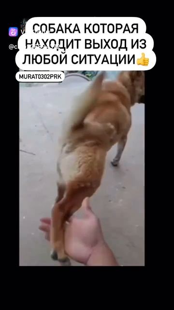 🐶🐶Находчивый пёс и философия лапы🐕 Иногда жизнь привязывает нас крепким поводком