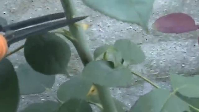 Обрезка роз летом / Pruning roses in summer /