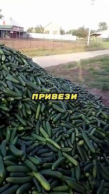 Щедрый огуречный сосед🥒🚛🏠