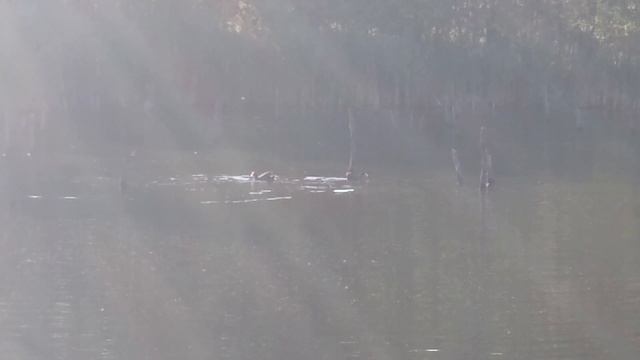 УТКИ 28.06.2025