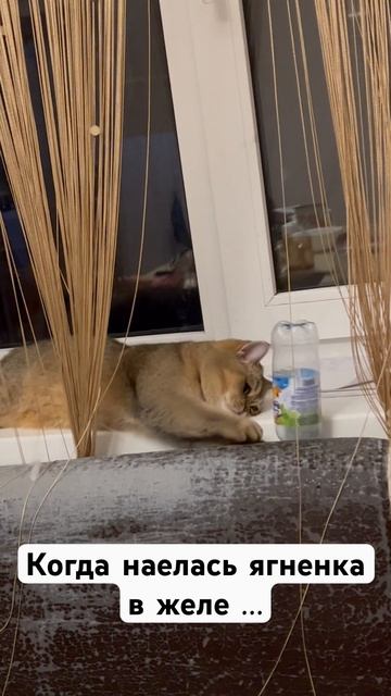#кошка#мурзя#панда#животные#шотландскийкотенок#cat#юмор