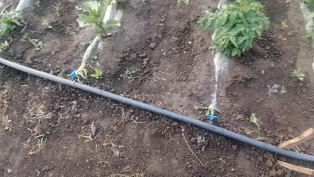 НОЧНОЕ ПОХОЛОДАНИЕ, С29 ПО 30 ИЮНЯ, СПАСАЕМ НАШИ ОВОЩИ.