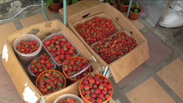 Сбор 35 л клубники