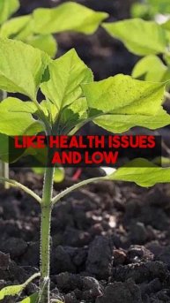 It's tricky ensuring sustainable nut products meet fair trade practices! Global legal rules and...