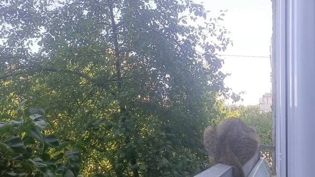 Прекрасное утро.Небольшая закупка продуктов.