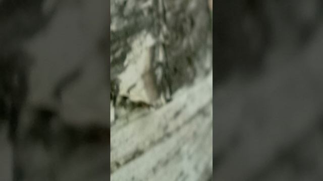 Видео про гусеницу