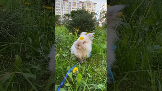 Наш дофаминчик счастья❤️ сквишик мягкий❤️обожулька❤️ СНЕЖОК 🐰