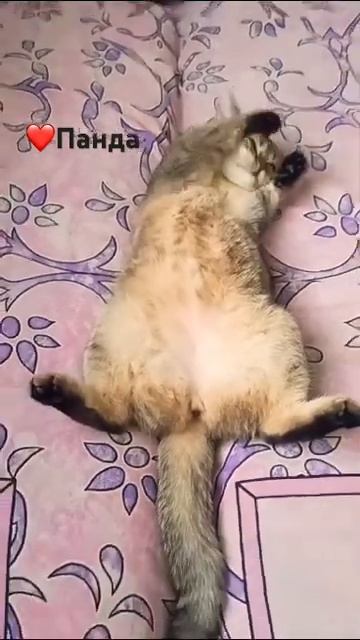#Кошачьяжизнь