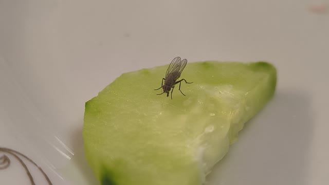 Муха ест огурец и моет лапки