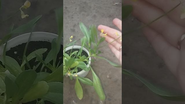 Чем ещё Вас удивить: Скорпионница!