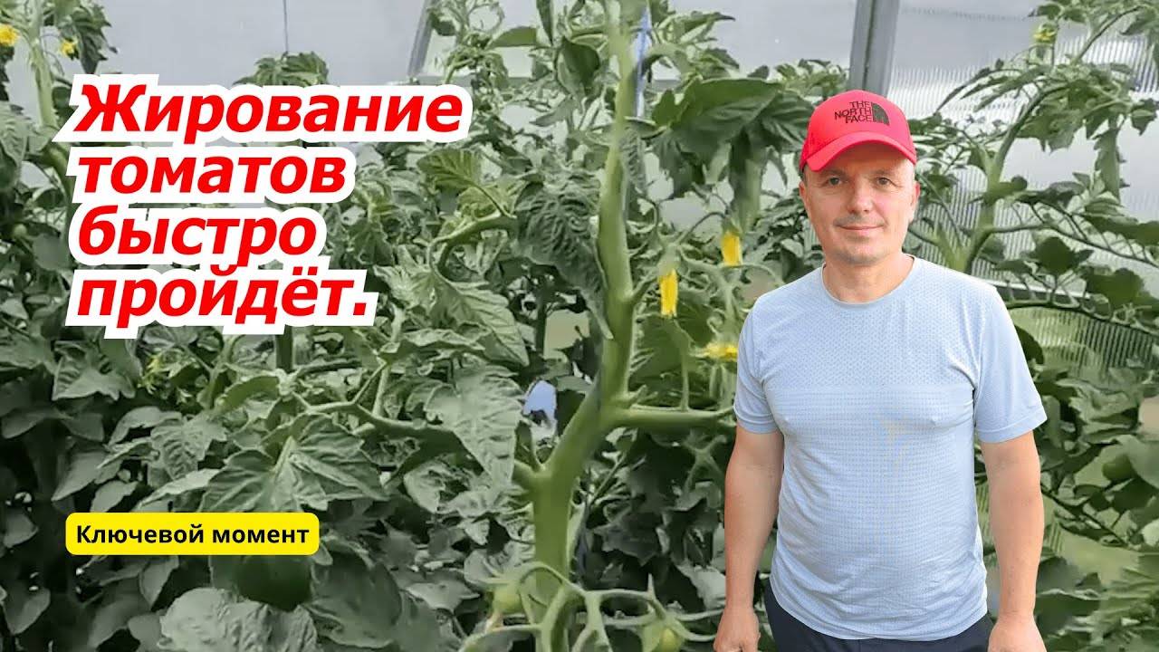 Зажировали томаты Быстрый способ это исправить!