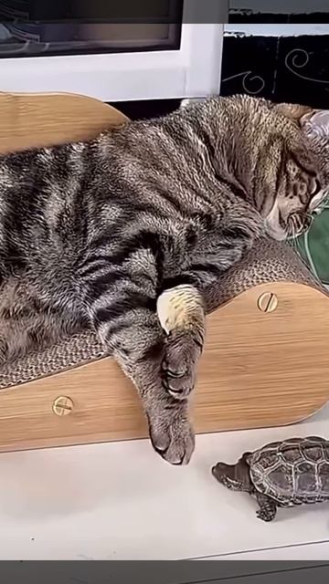 Котики наше ВСЁ🫶 котики обормотики 😆