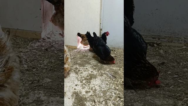 28-06-2025. Ну наконец -то занеслись.🐔🥚