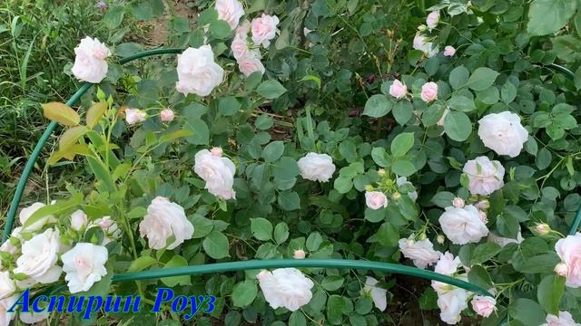 Аспирин Роуз 28.06.2025г