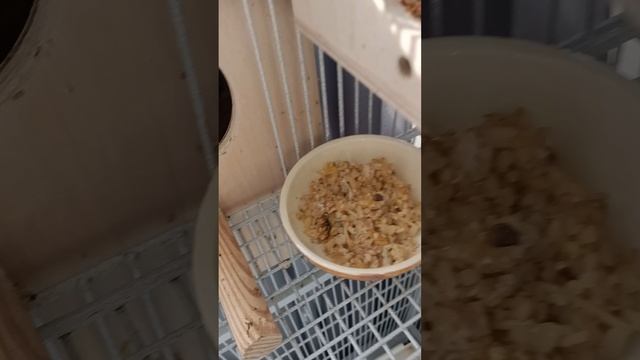 Содержание и питание корелл 🦜в квартиртире.