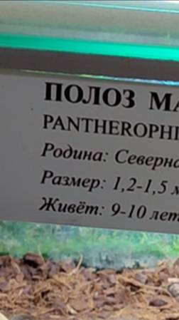 Неспешный маисовый полоз