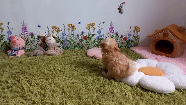 1000171776.mp4