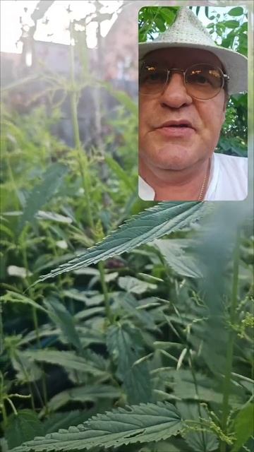 Сильный приворот  и отворот на крапиву? Когда человека в душе жалит?