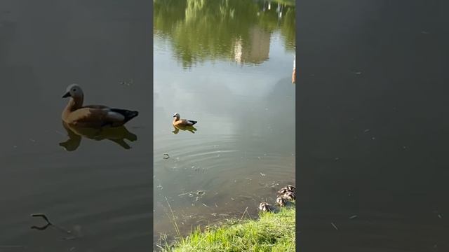 Огари охраняют своих утят на Новодевичьем пруду