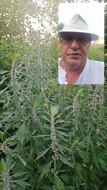 Сильный приворот остуда любовный треугольник на.Пустырник.