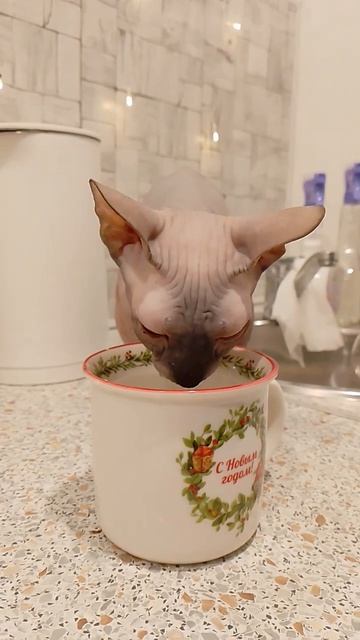Алиса пьет только из кружечки. Канадский сфинкс Алиса.) #cat  #канадскийсфинкс #алиса