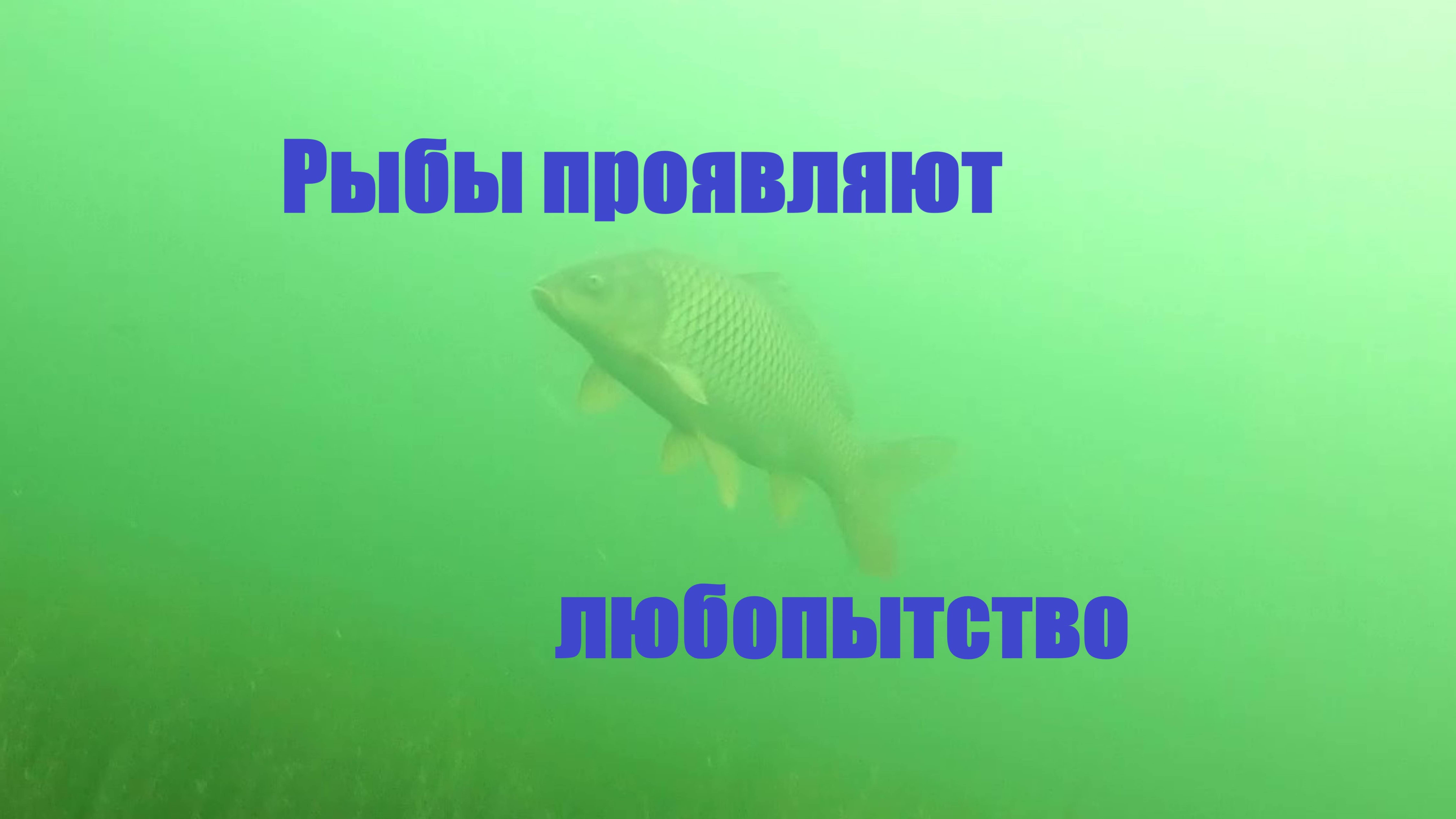 Подводная охота. Сазан. Щука.