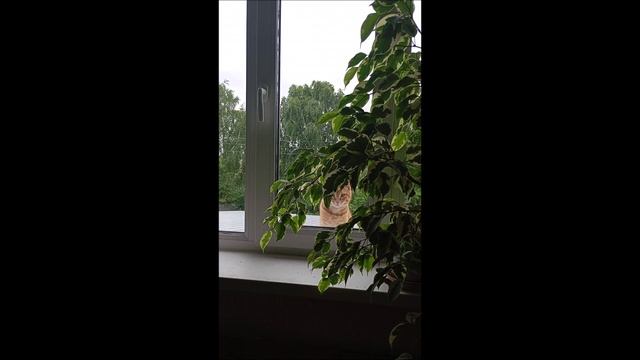 Кот