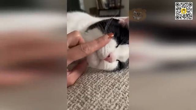 Funny Cats Videos, Try not to laugh These Cats Will Make Your Day!_1
